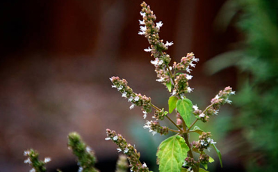 Patchouli Hexanol